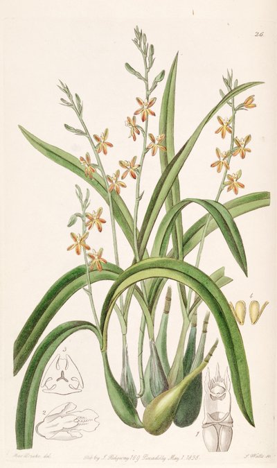 Prosthechea ochracea by Miss Drake